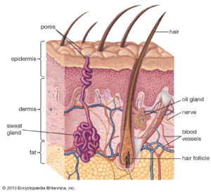 skin Structures